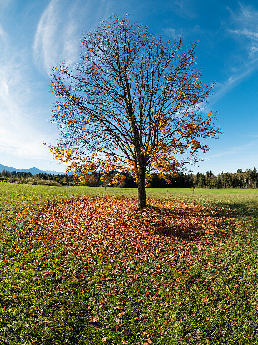 Spitzahorn im Herbs (Acer platanoides), Oberbayern, Deutschland