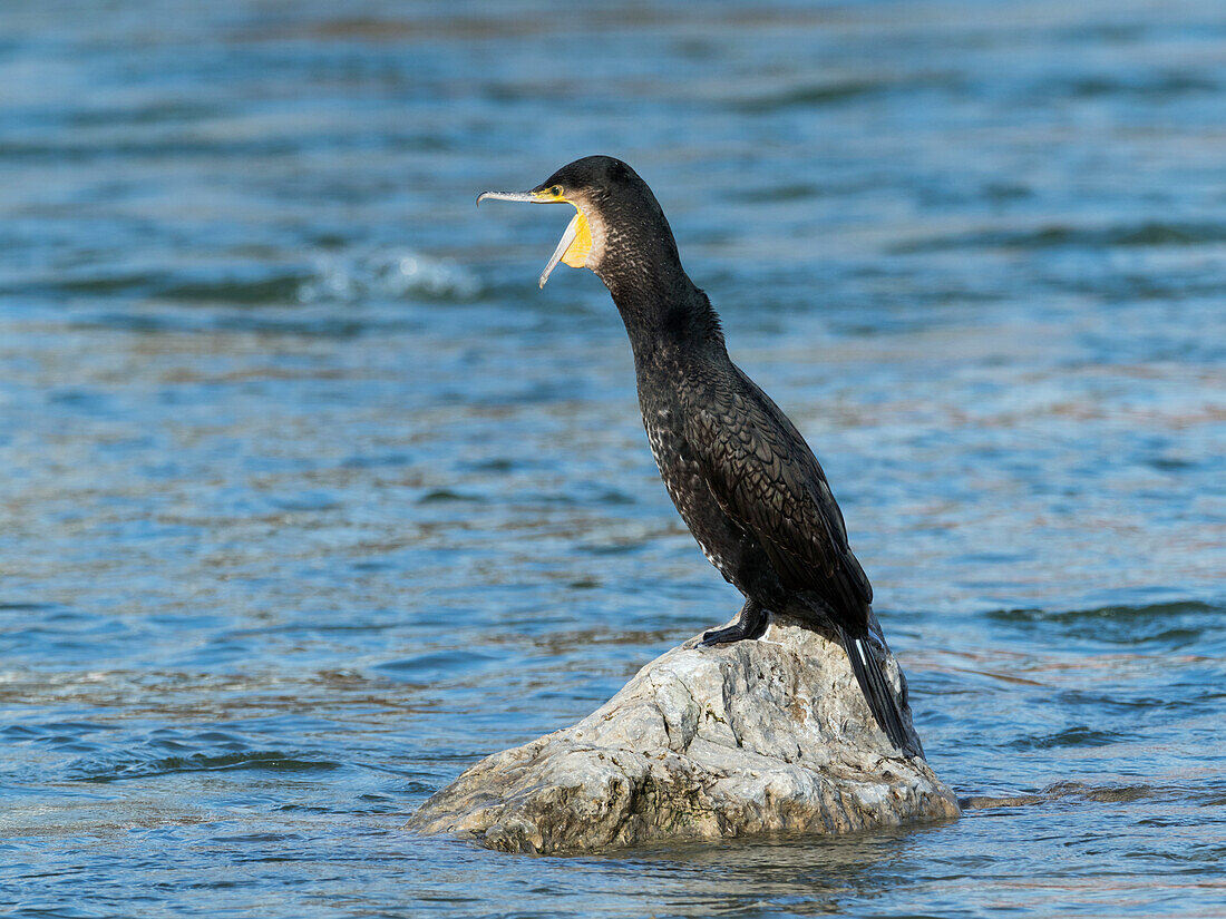 Cormorant (Phalacrocorax carbo), Isar, Upper Bavaria, Germany