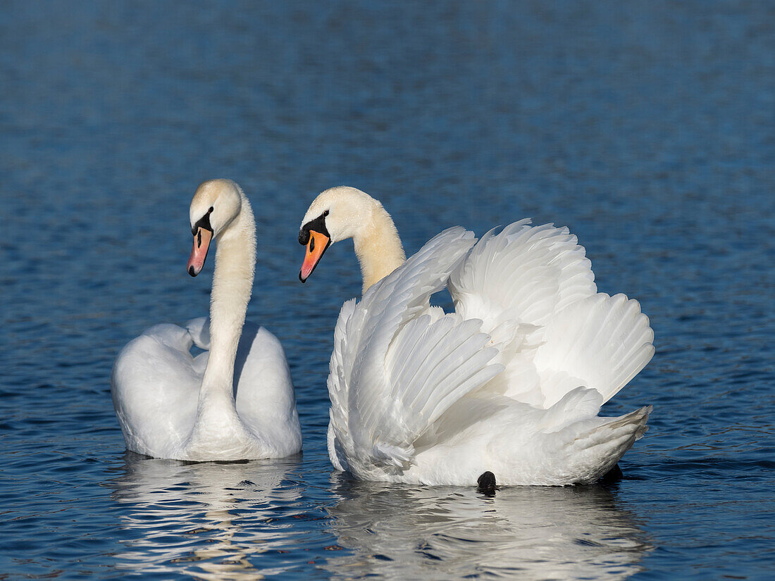 Mute swans, courtship pair (Cygnus olor), Upper Bavaria, Germany
