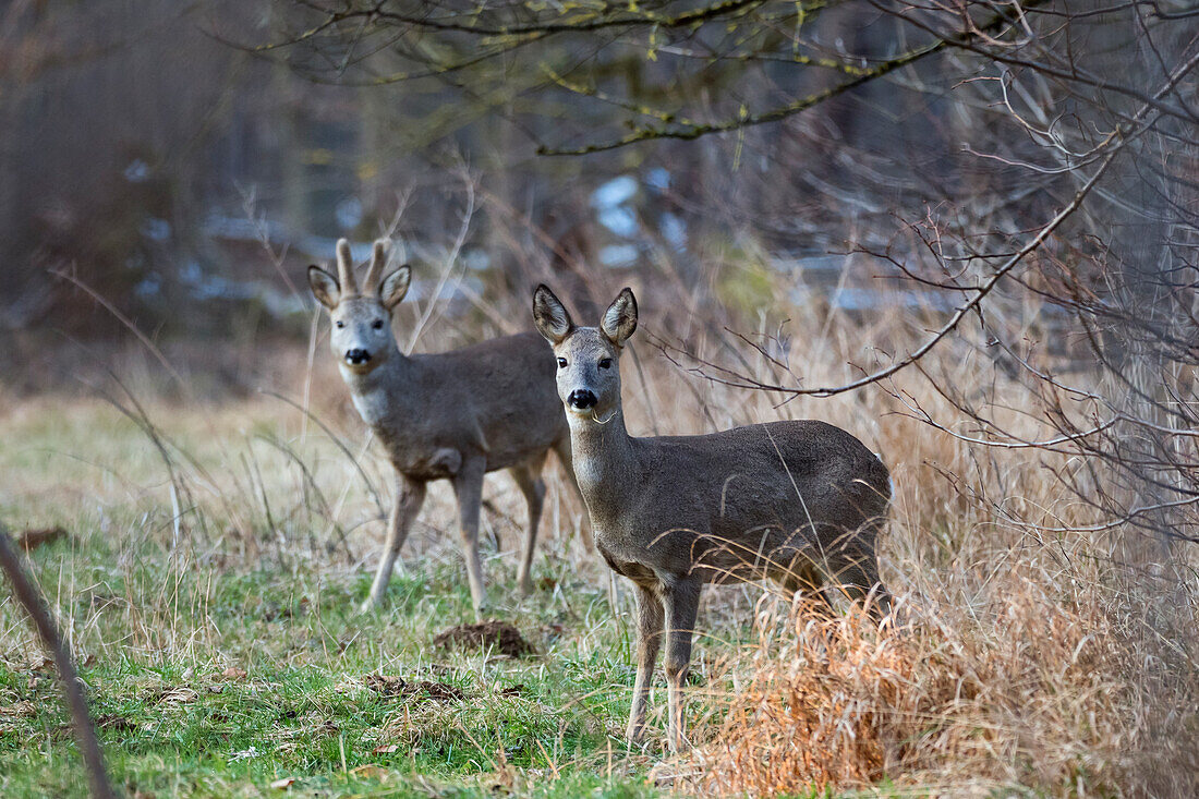 Roe deer in late winter (Capreolus capreolus), Upper Bavaria, Germany, Europe
