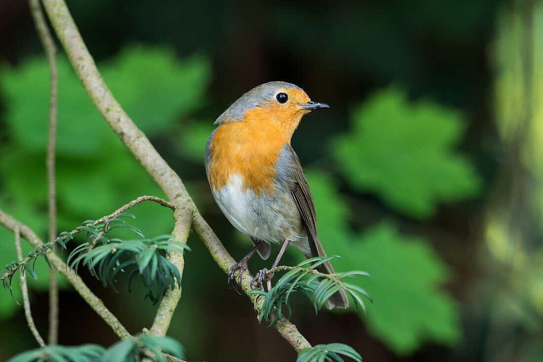 Robin sings (Erithacus rubecula), Bavaria, Germany
