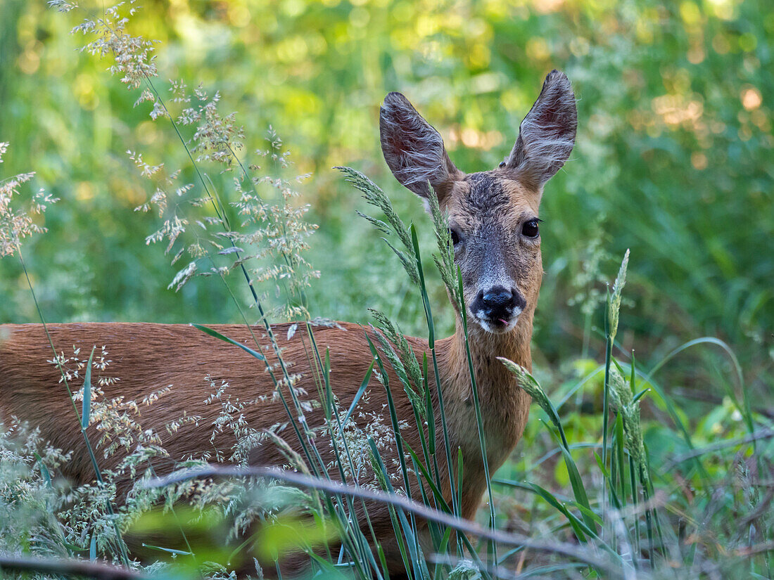 Roe deer in meadow (Capreolus capreolus), Upper Bavaria, Germany, Europe