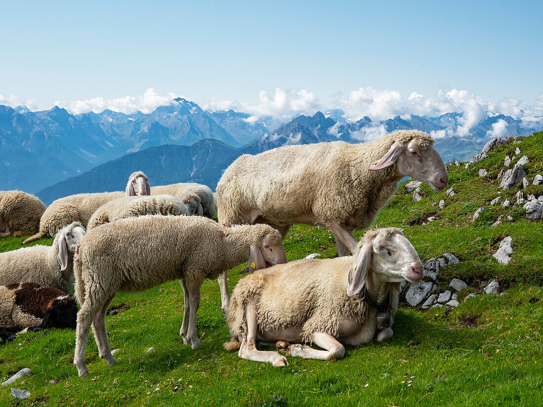 Sheep in the mountains at the Goetheweg, Alps, Austria