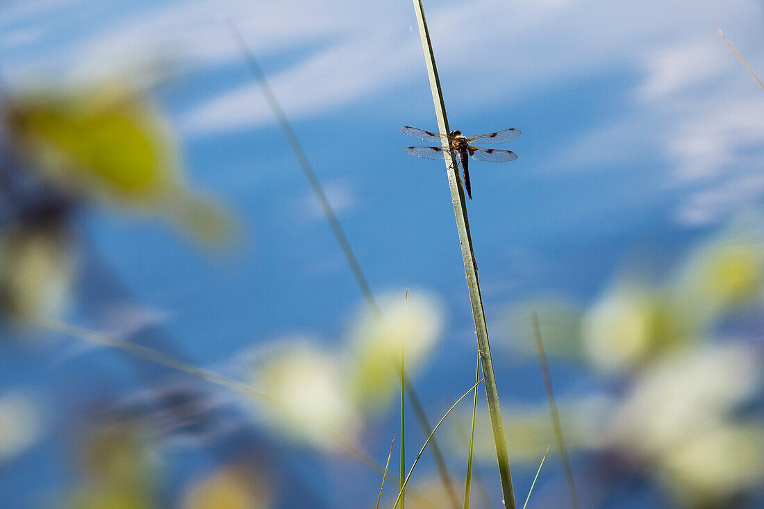 Four-spotted dragonfly (Libellula quadrimaculata), Upper Bavaria, Germany