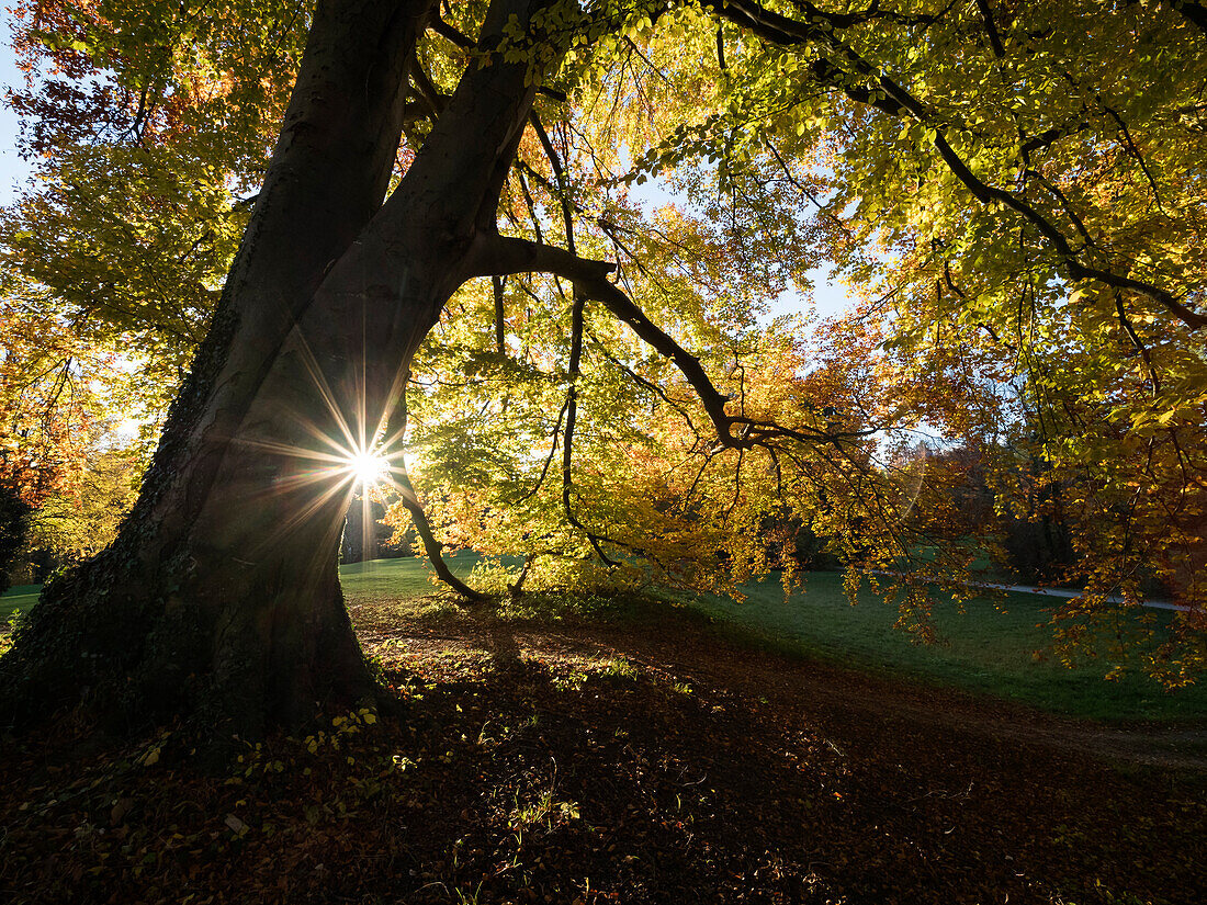 Herbststimmung in Parklandschaft, Buche (Fagus sylvatica), Oberbayern, Deutschland, Europa