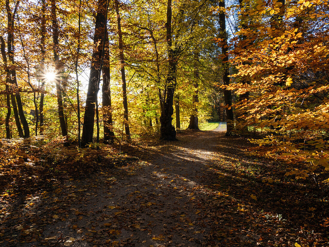 Herbststimmung in Parklandschaft, Buchenwald (Fagus sylvatica), Oberbayern, Deutschland, Europa