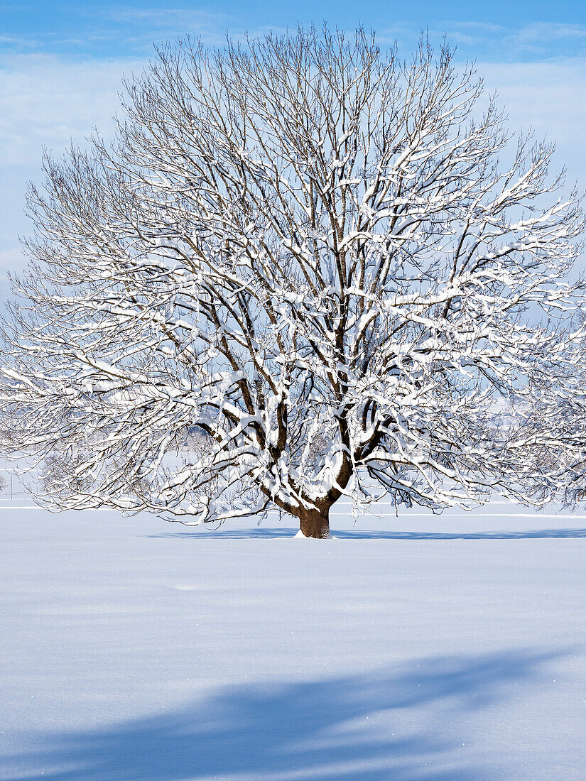 Laubbaum im Schnee, Oberbayern, Deutschland