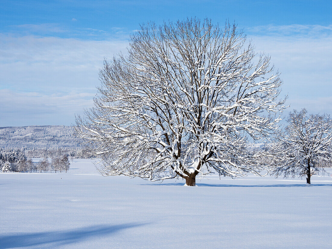 Laubbaum im Schnee, Oberbayern, Deutschland