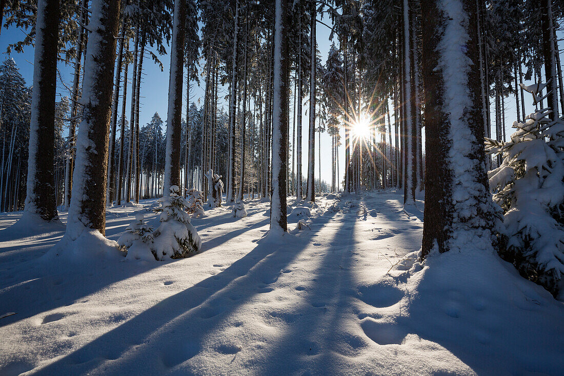 Winter forest, spruces, Upper Bavaria, Germany