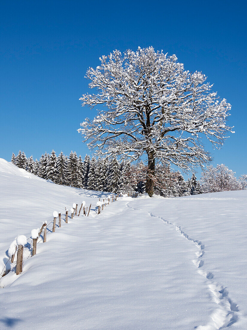 Winter landscape with oak and spruce forest, Upper Bavaria, Germany