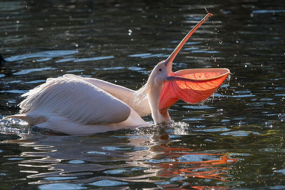 Rosapelikan (Pelecanus onocrotalus), Zoo