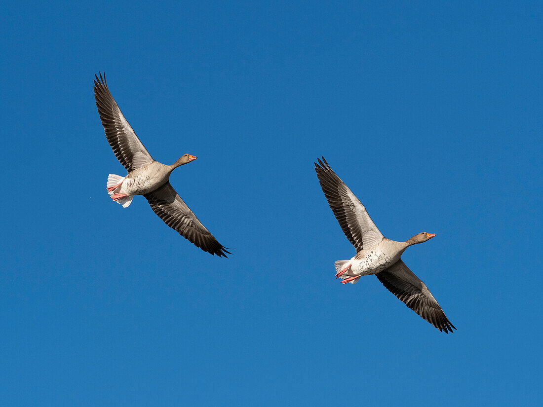 Graugänse fliegen (Anser anser), Bayern, Deutschland, Europa