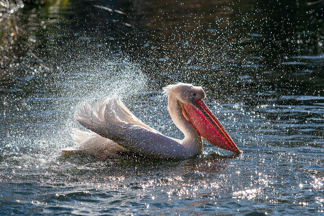 Great white pelican bathing (Pelecanus onocrotalus), zoo