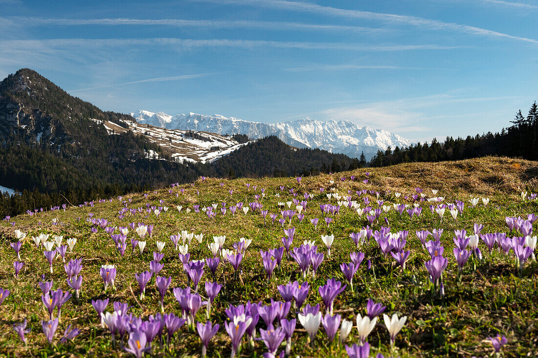 Krokuswiese und Wilder Kaiser, Gebirge (Crocus vernus), Oberbayern, Deutschland, Europa