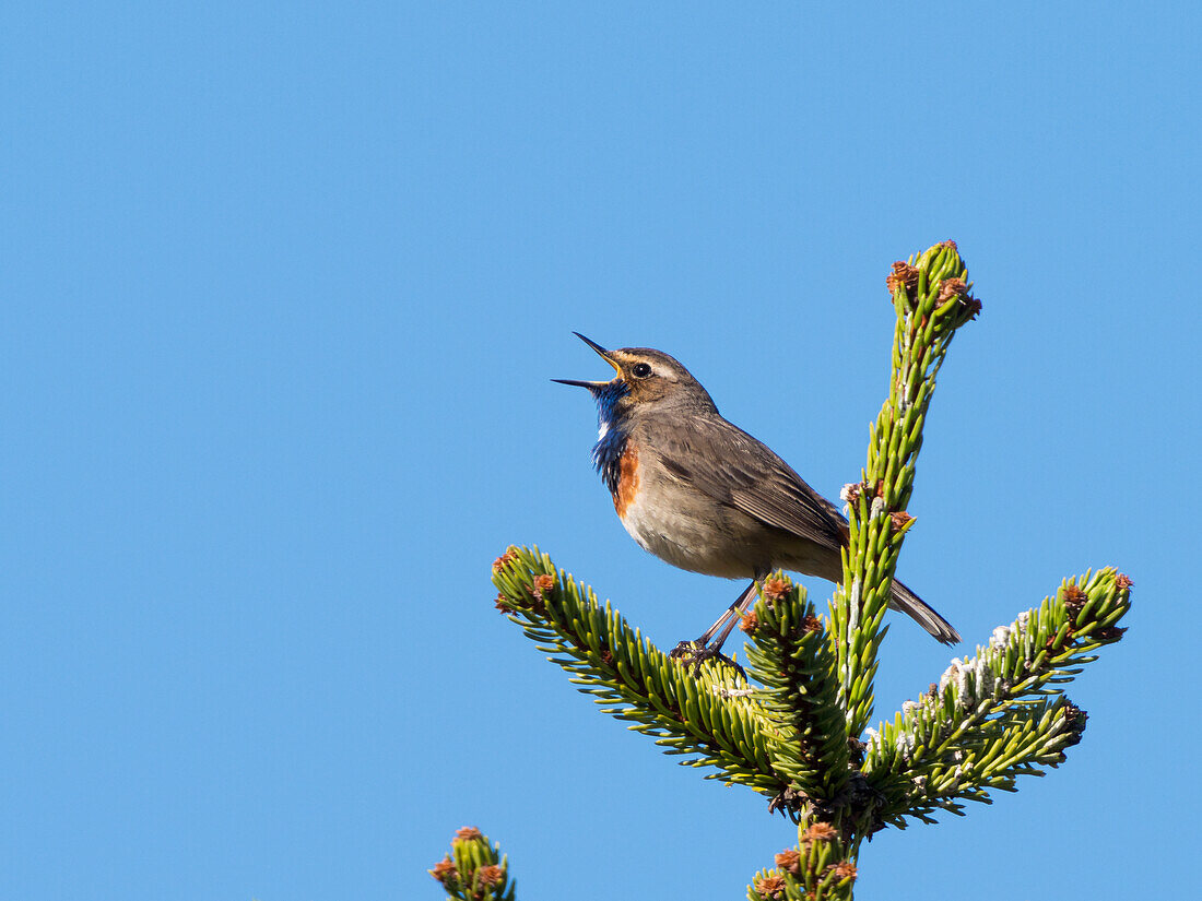 White-spotted Bluethroat singing, male (Luscinia svecica), Upper Bavaria, Germany