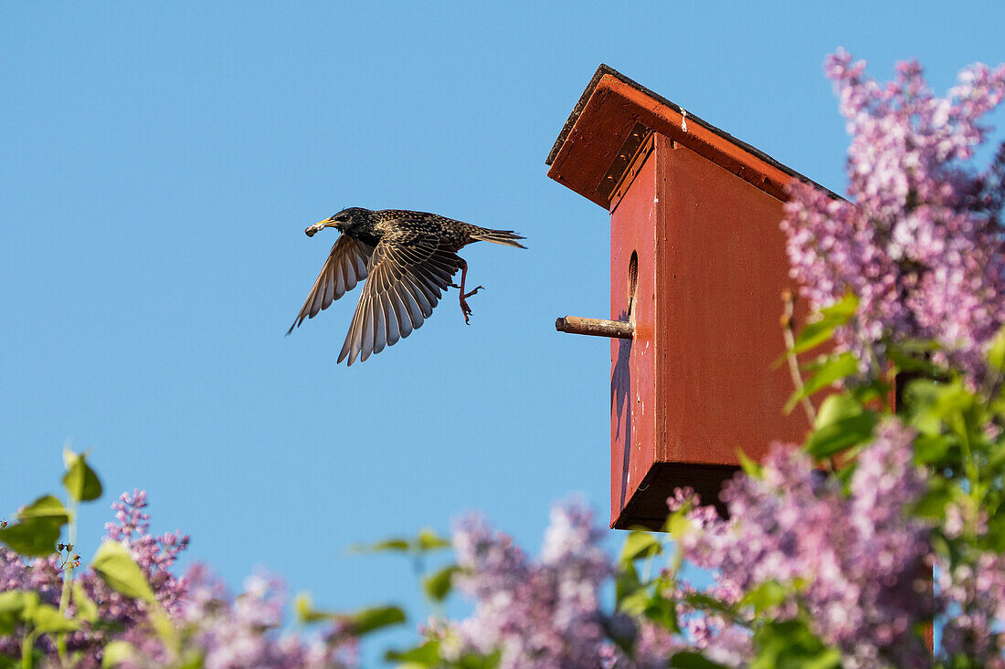 Starling flies out of the star box and carries away balls of feces, Sturnus vulgaris, Germany, Europe