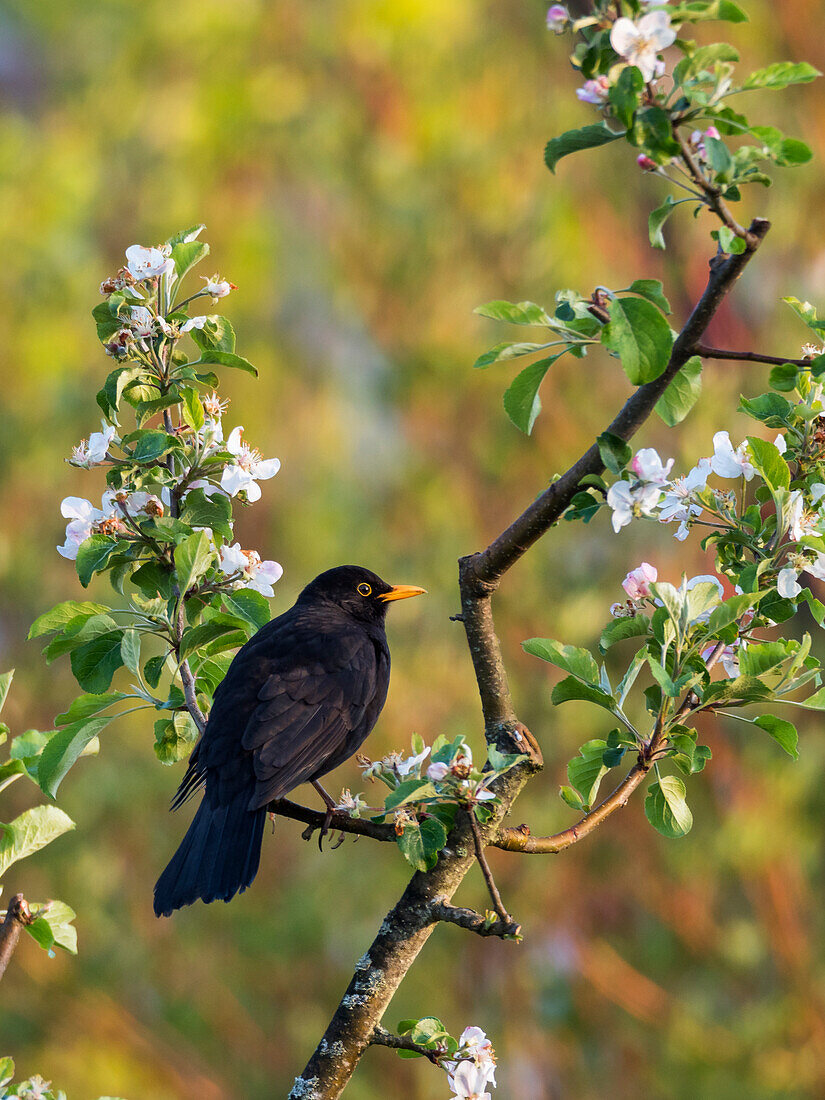 Amsel Männchen im Frühling im Apfelbaum (Turdus merula), Bayern, Deutschland