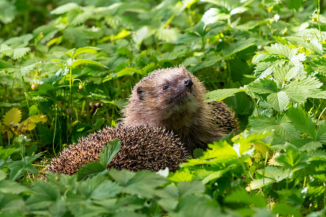 Hedgehog (Erinaceus europaeus), male pursuing female, Bavaria, Germany, Europe