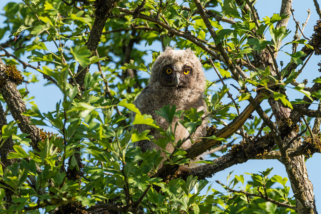 Junge Waldohreule (Asio otus), Bayern, Deutschland