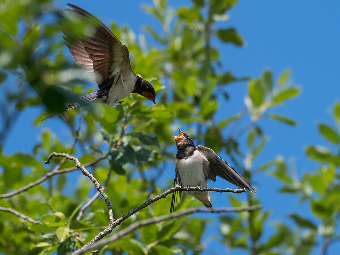 Barn swallow feeding young (Hirundo rustica), Germany, Europe
