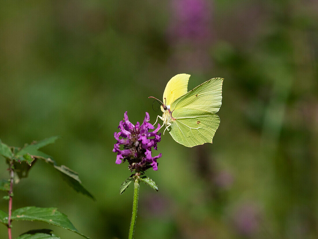 Brimstone butterfly, Gonepteryx rhamni, on Heilziest, Betonica officinalis, spring, Upper Bavaria, Germany