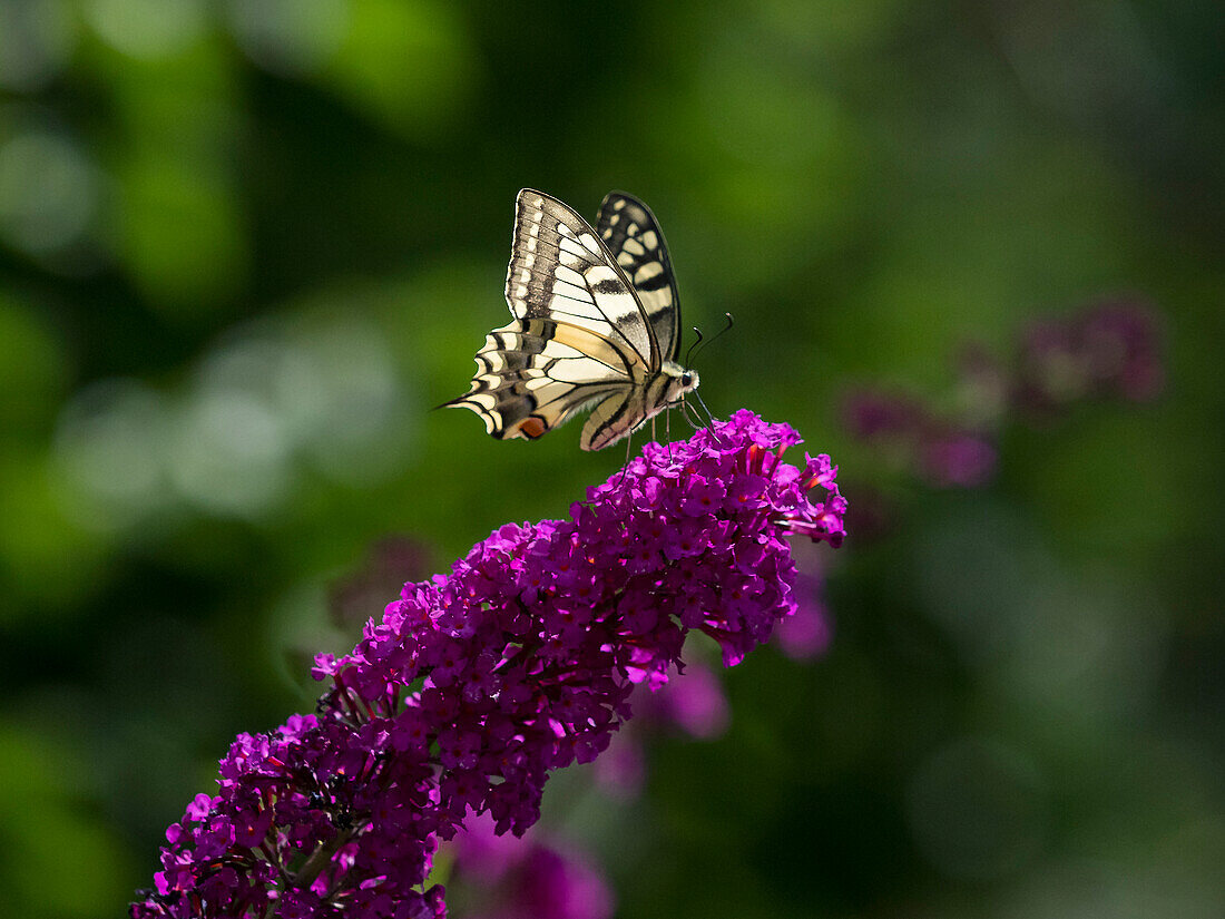 Schwalbenschwanz an Sommerflieder (Papilio machaon), Sommer, Oberbayern, Deutschland, Europa