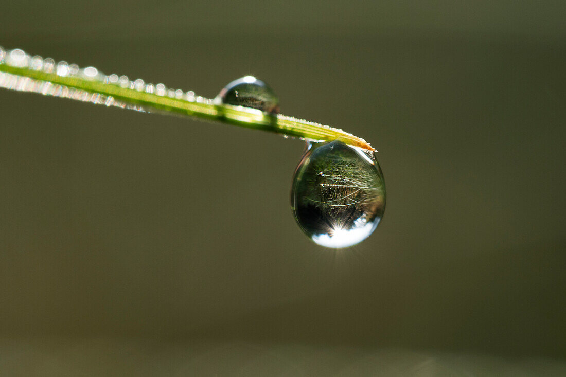 Dew drops on grass, drops of water, Bavaria, Germany