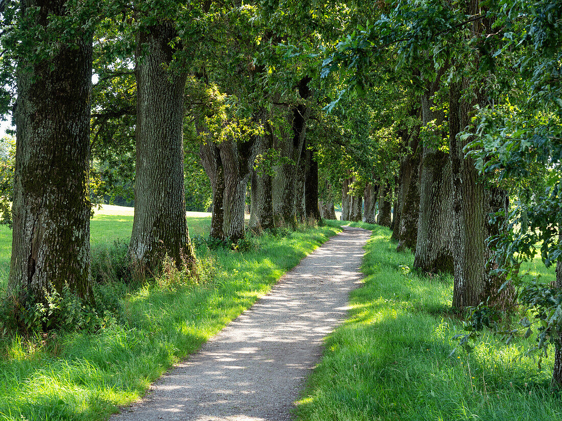 Oak avenue in summer, Kottmüller-Allee, Murnau, Upper Bavaria, Germany