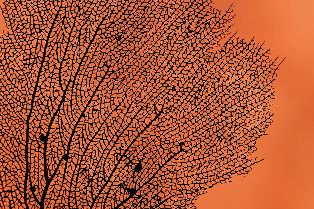 Detail of a dried coral against an orange wall at Laluna Resort, near Saint George's, Saint George, Grenada, Caribbean