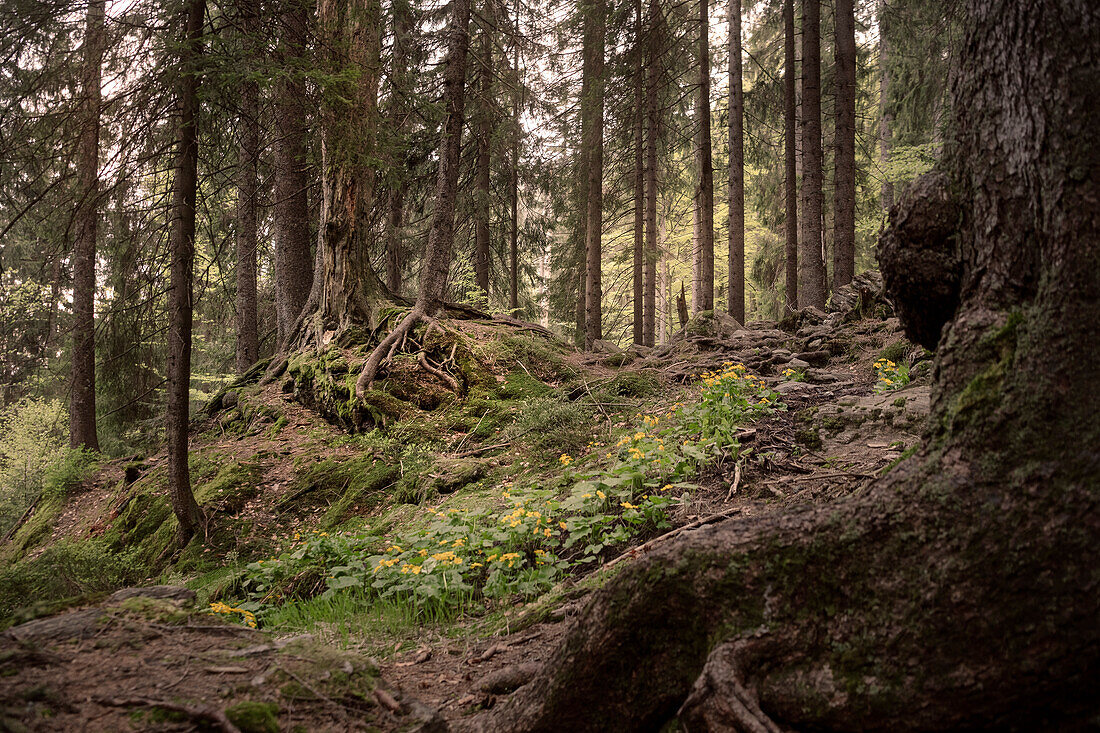 Urwaldgebiet 'Höllbachgspreng' beim Großen Falkenstein, Nationalpark Bayerischer Wald, Landkreis Regen, Niederbayern, Bayern, Deutschland