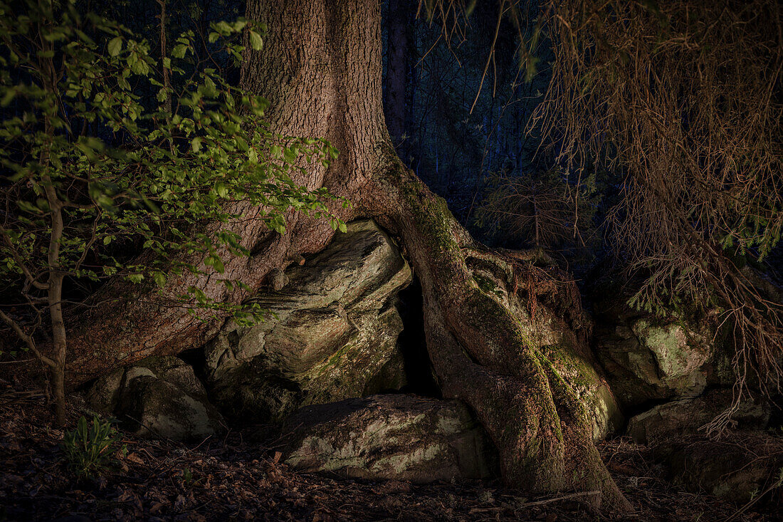 Tree wraps around rock in the jungle area &quot;Höllbachgspreng&quot; (wooded rock massif below the Großer Falkenstein), Bavarian Forest National Park, Regen district, Lower Bavaria, Bavaria, Germany