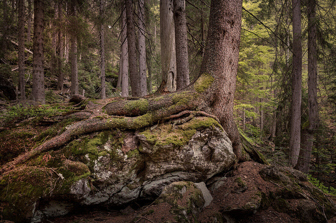 Baum umschlingt Fels im Urwaldgebiet 'Höllbachgspreng' beim Großen Falkenstein, Nationalpark Bayerischer Wald, Landkreis Regen, Niederbayern, Bayern, Deutschland