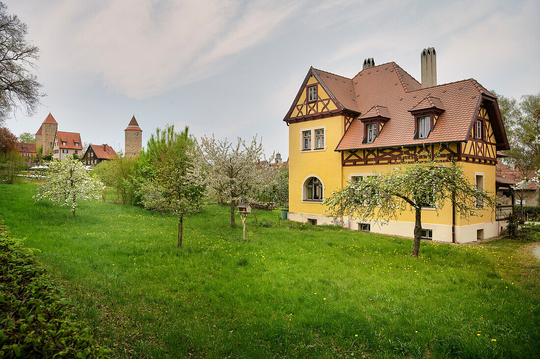 yellow half-timbered house and flowering fruit trees, historic old town of Dinkelsbühl on the Wörnitz (river), Romantic Road, Ansbach district, Middle Franconia, Bavaria, Germany