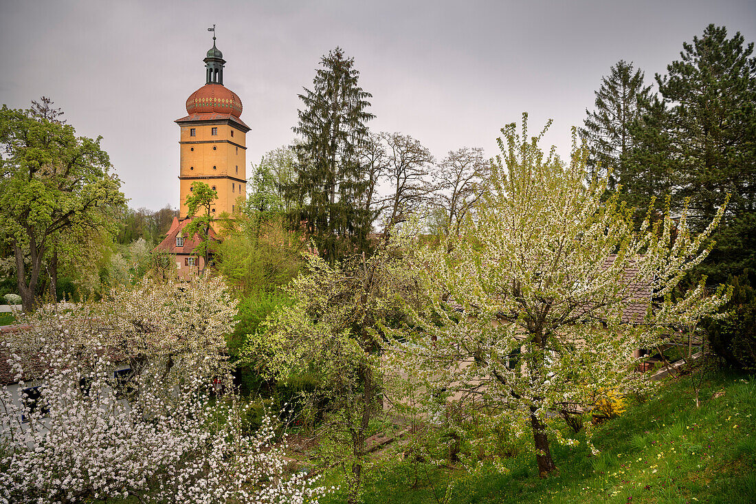 blooming fruit trees and the Segringer Tor, historic old town of Dinkelsbühl on the Wörnitz (river), Romantic Road, Ansbach district, Middle Franconia, Bavaria, Germany