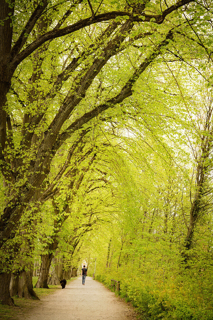 Walkers with a dog runs along a beech avenue, historic old town of Dinkelsbühl on the Wörnitz (river), Romantic Road, Ansbach district, Middle Franconia, Bavaria, Germany