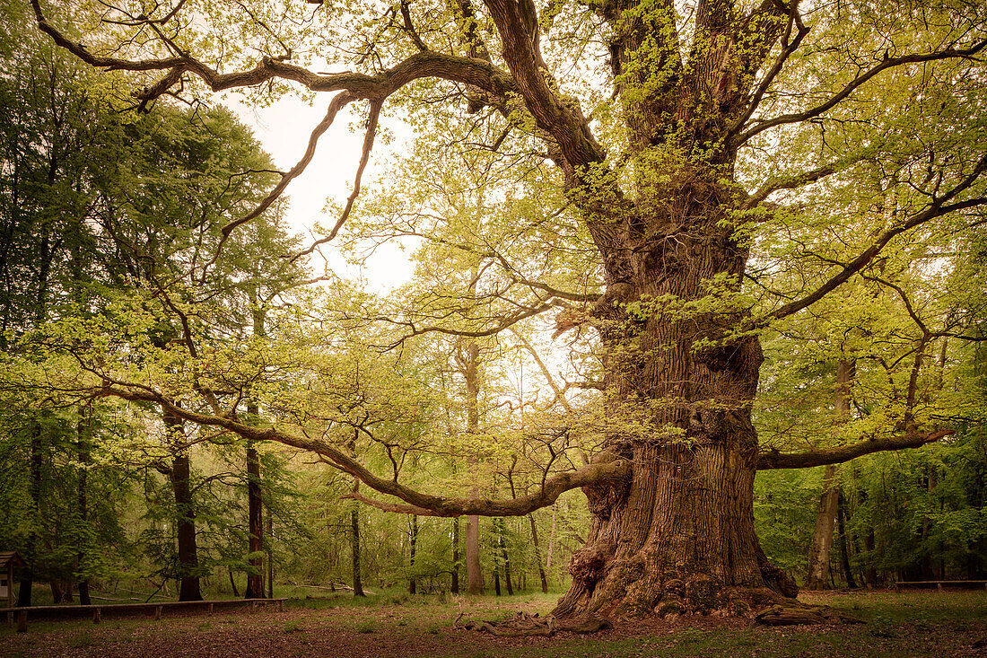Ivenacker oaks, Ivenack near Stavenhagen, Mecklenburgische Seenplatte district, Mecklenburg-West Pomerania, Germany