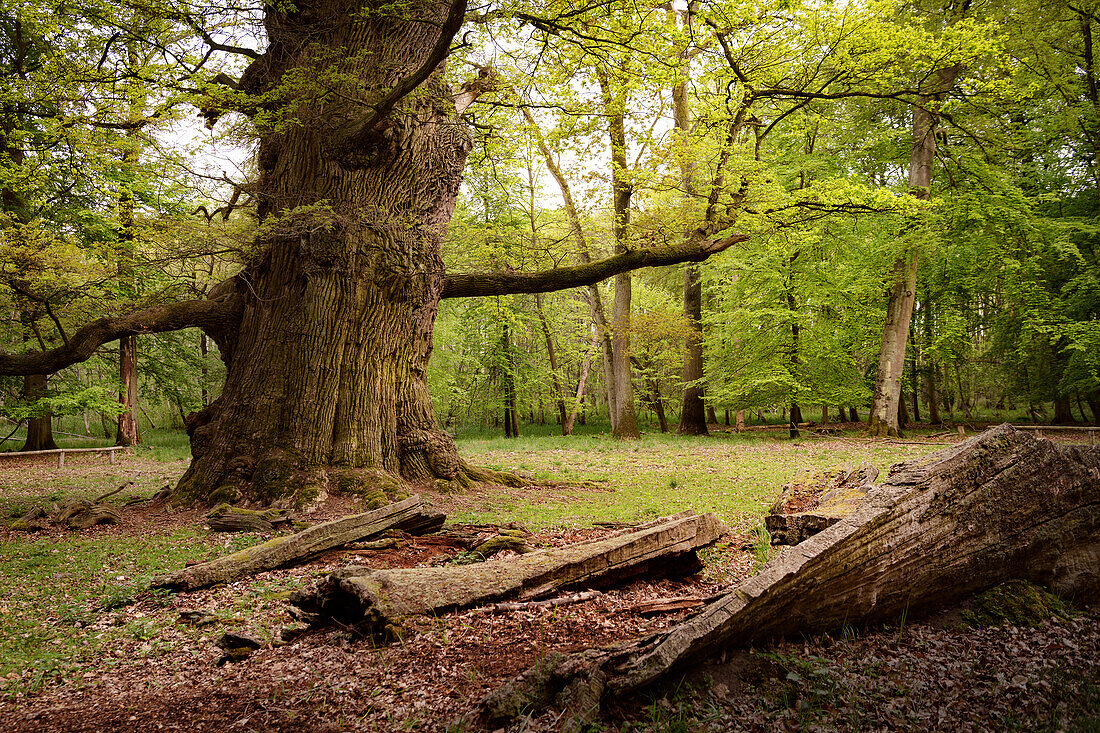 Ivenacker oaks, Ivenack near Stavenhagen, Mecklenburgische Seenplatte district, Mecklenburg-West Pomerania, Germany