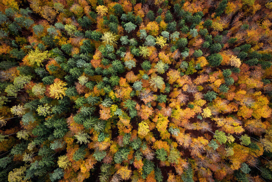 Herbstlicher Wald aus der Vogelperspektive, Salem, Bodensee, Baden-Württemberg, Deutschland