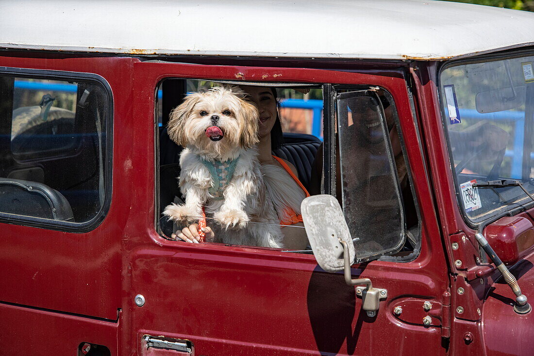 Frecher Hund streckt die Zunge heraus während er durch das offene Autofenster schaut, in der Nähe von Tarcoles, Puntarenas, Costa Rica, Mittelamerika