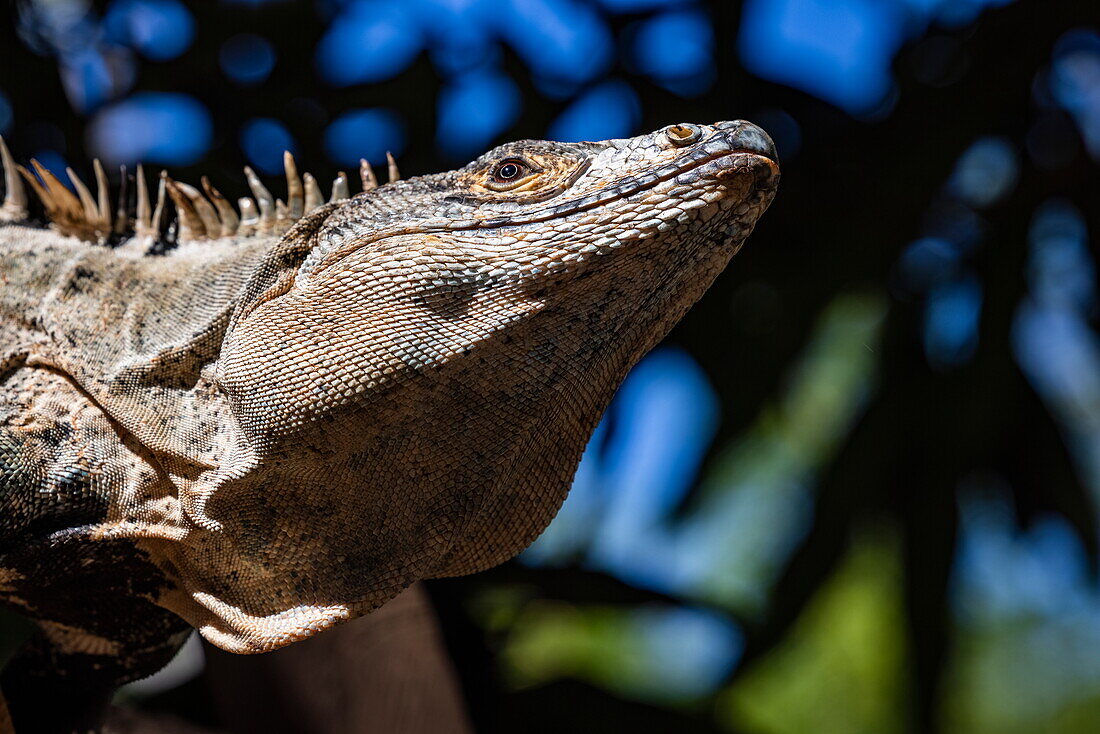 Nahaufnahme eines Spinytail Iguana (Ctenosaura) im Curú Wildlife Refuge, Curu, in der Nähe von Tambor, Halbinsel Nicoya, Puntarenas, Costa Rica, Mittelamerika