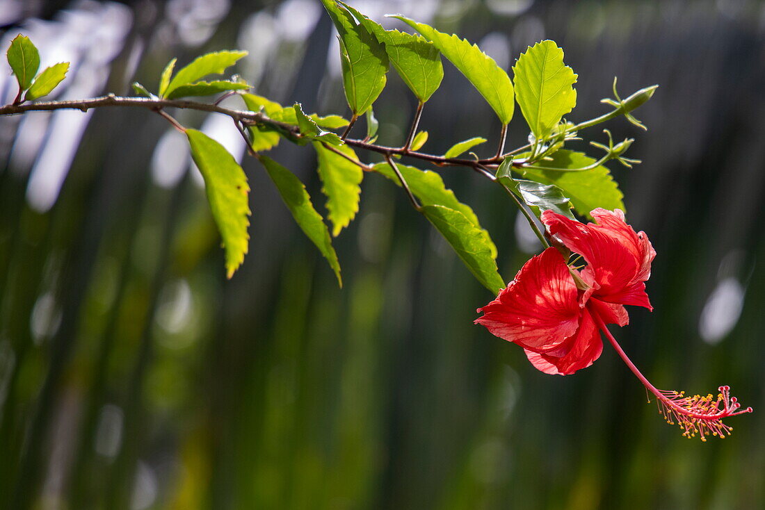 Rote Hibiskusblüte am Bahia Drake Wanderpfad, Drake Bay, Puntarenas, Costa Rica, Mittelamerika