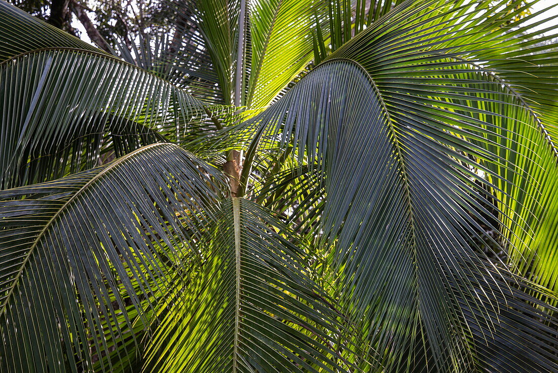 Coconut tree on the Bahia Drake hiking trail, Drake Bay, Puntarenas, Costa Rica, Central America