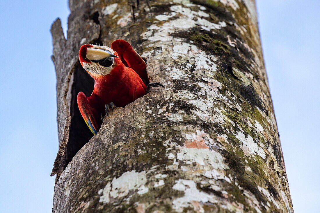 Ara Papagei (Ara Macao) in Baumstamm, Golfito, Puntarenas, Costa Rica