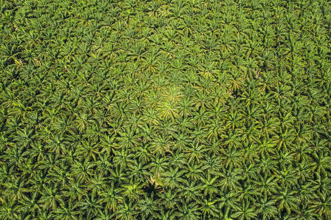 Luftaufnahme von Kokospalmenplantage, in der Nähe von Barrigones, Puntarenas, Costa Rica, Mittelamerika