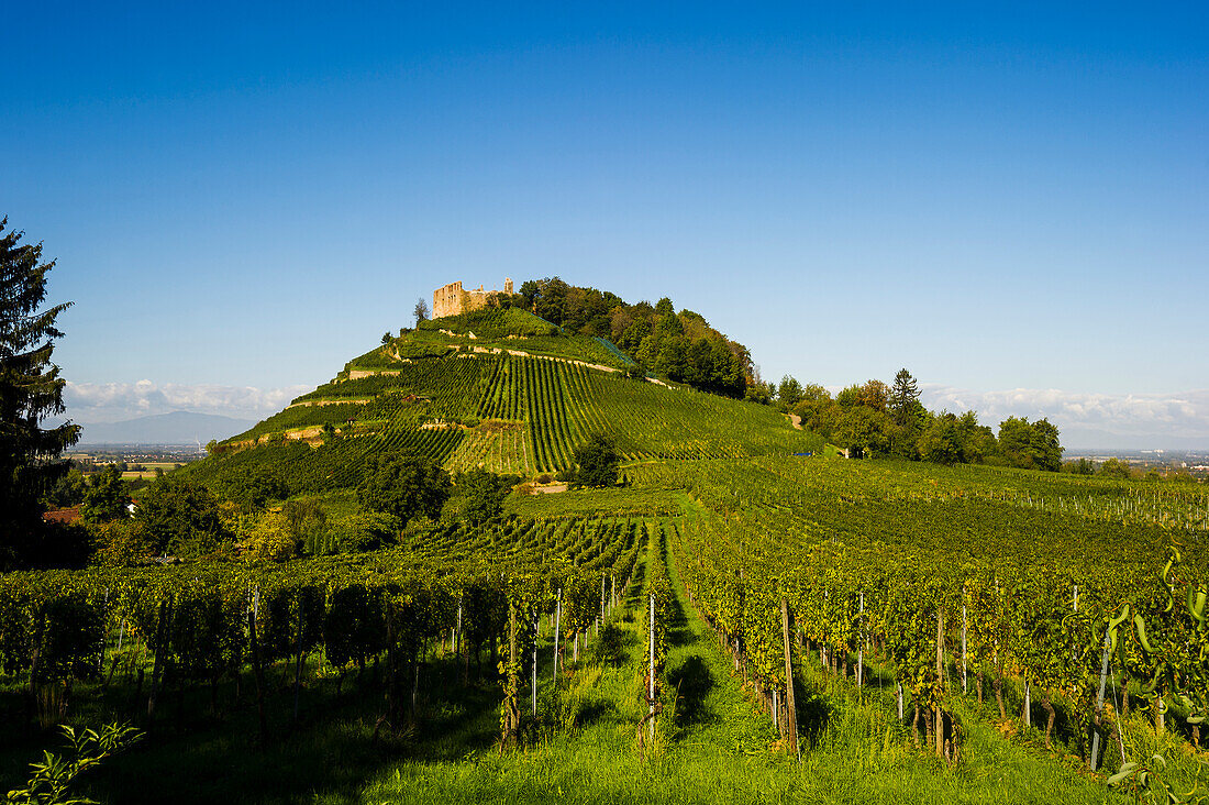 Castle ruins and vineyard, sunrise, Staufen, near Freiburg im Breisgau, Markgräflerland, Black Forest, Baden-Württemberg, Germany