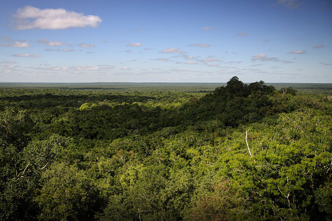 Blick über den Urwald bei der Maya Stätte von Calakmul, Yucatán, Mexiko, Nordamerika, Lateinamerika, Amerika