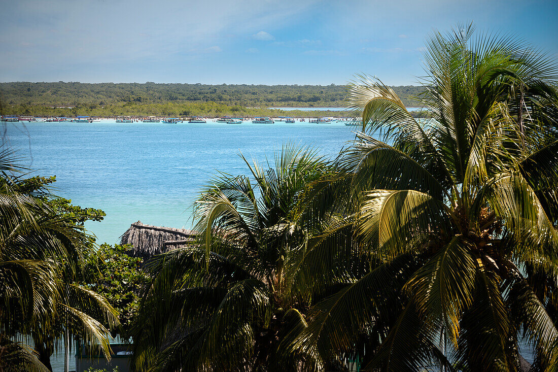 Blick über Palmen zur 'Isla de los Pájaros' mit Ausflugsbooten, Lagune von Bacalar, Quintana Roo, Yucatán, Mexiko, Nordamerika, Lateinamerika, Amerika