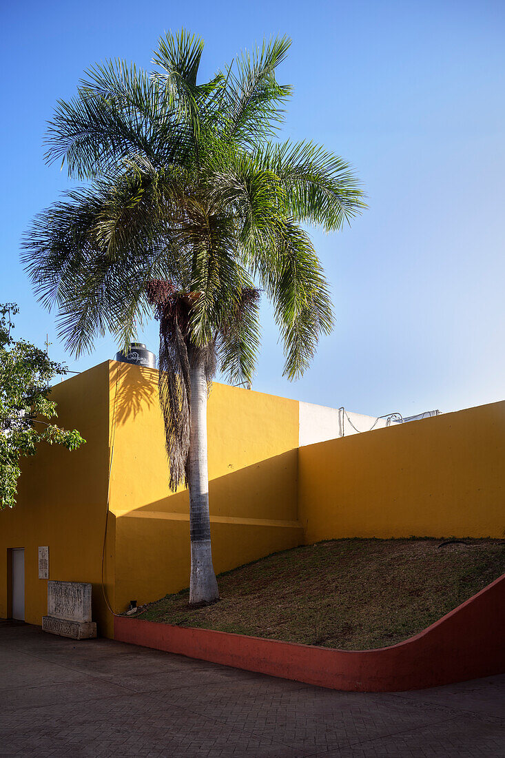 Einbetonierte Palme in Mérida, Hauptstadt Yucatán, Mexiko, Nordamerika, Lateinamerika, Amerika