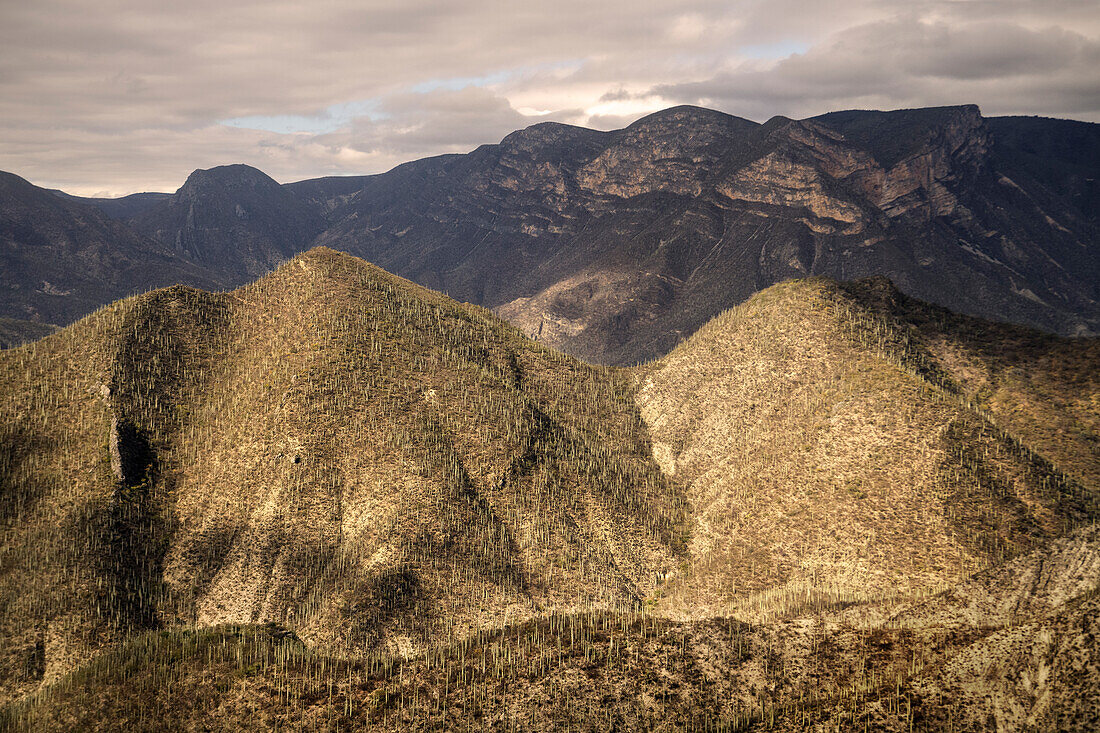Mit unzähligen Kakteen bewachsenes Bergmassiv bei Tehuacán, Bundesstatt Puebla, Mexiko, Lateinamerika, Nordamerika, Amerika