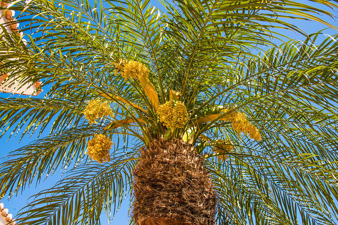 Palm tree with blue sky seen from deckchair, on Costa Blanca, Spain